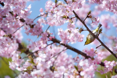 Körsbärsblommor och en fågel i ett träd.